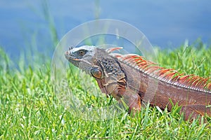 Green Iguana sunning on grass with water in background