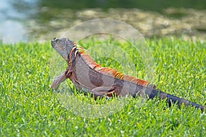 Green Iguana sunning on grass with water in background