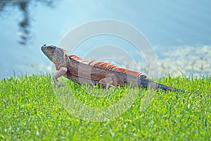 Green Iguana sunning on grass with water in background