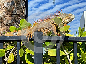 Green Iguana sunning on metal fence