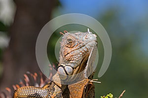 Green Iguana, Tavernier, Key Largo, Florida photo