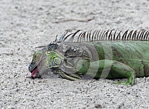 Green Iguana Tonguing Food on Sand