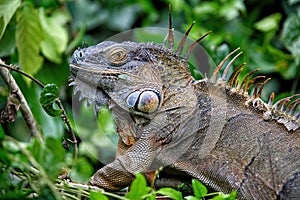 Green Iguana in Tortuguero National Park