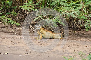 Green iguana in Tortuguero National Park, Costa Rica