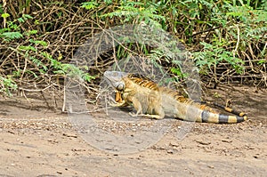 Green iguana  in Tortuguero National Park, Costa Rica