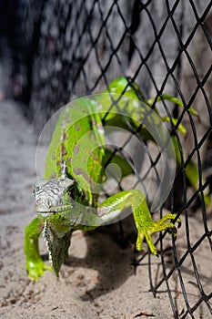 Green iguana trapped in a mesh-wire fence