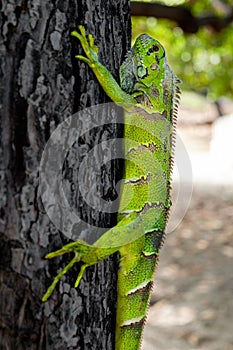 Green iguana on a tree