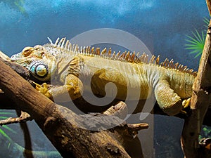 Green Iguana in a tree