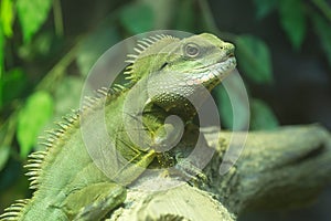 Green Iguana on the tree