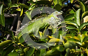 Green iguana in tree