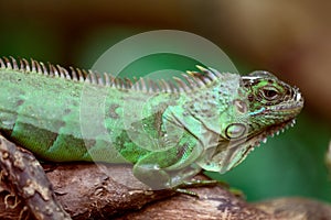 Green Iguana on a tree