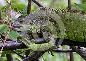 Green Iguana eating leaves from a tree branch.