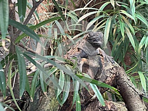 Green iguana on tree branch in the zoo.