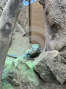 Green iguana on tree branch in the zoo.