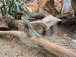 Green iguana on tree branch in the zoo.