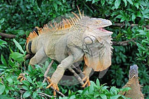 Green iguana in a tree with open beak - large lizard - central America â€“ Costa Rica