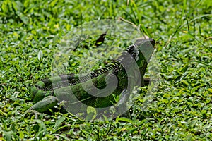 Green Iguana Walks Through Green Grass