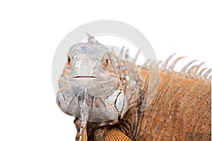 Green Iguana on white