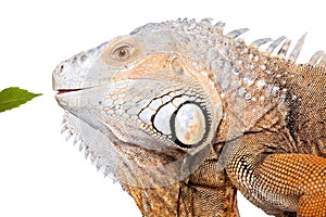 Green Iguana on white