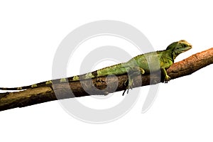 Green Iguana (white background)