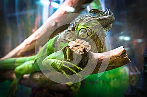 Green iguana wild life animal.