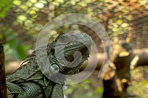 Green Iguana in zoo,It is the largest lizard in South America.