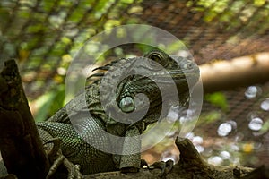 Green Iguana in zoo,It is the largest lizard in South America.