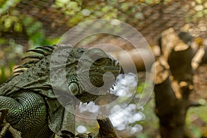 Green Iguana in zoo,It is the largest lizard in South America.