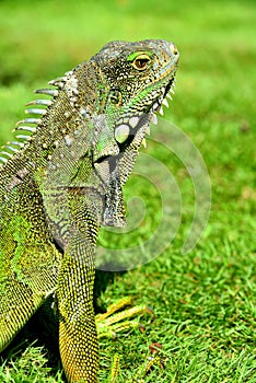 Green IguanaIguana iguana