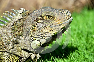 Green IguanaIguana iguana