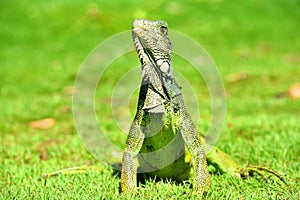 Green IguanaIguana iguana