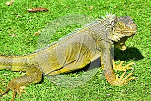 Green IguanaIguana iguana