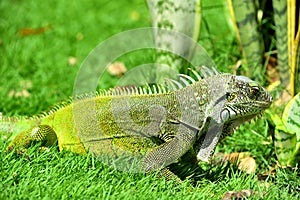 Green IguanaIguana iguana