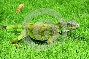 Green IguanaIguana iguana