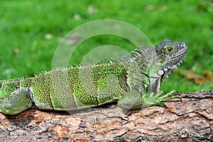 Green IguanaIguana iguana