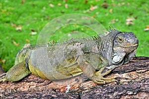 Green IguanaIguana iguana