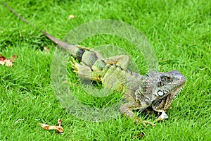 Green IguanaIguana iguana