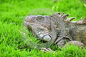 Green IguanaIguana iguana