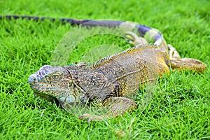 Green IguanaIguana iguana