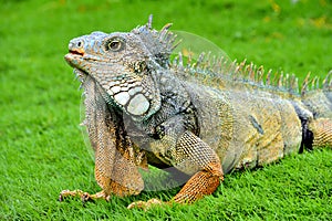 Green IguanaIguana iguana