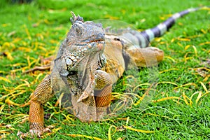 Green IguanaIguana iguana