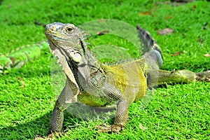 Green IguanaIguana iguana