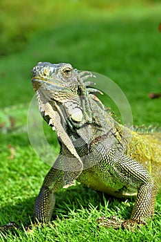 Green IguanaIguana iguana