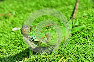 Green IguanaIguana iguana