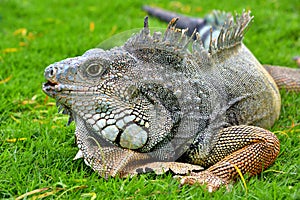 Green IguanaIguana iguana