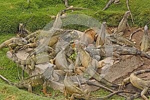 Green Iguanas in a city park