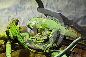 Green iguanas in their environment