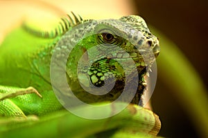 Green Iguanas walking on ground in a zoo