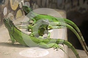 Green Iguanas walking on ground in a zoo