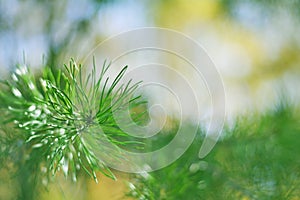 Green Illusion - Conifer Tree leaves